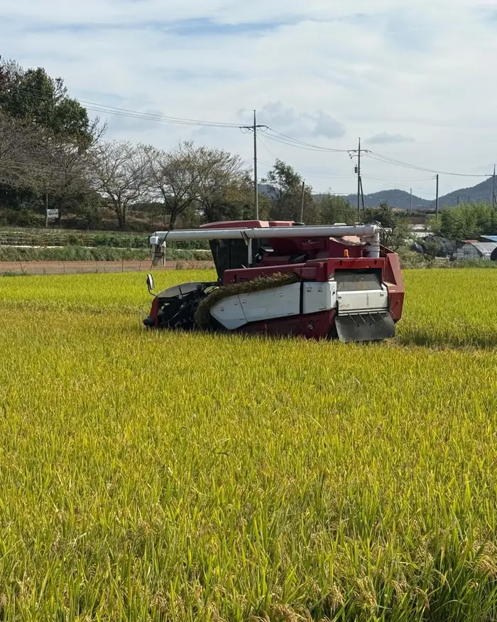 알찬미 햅쌀 수확